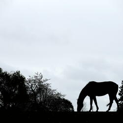 Healthy Horse - Avril 2026